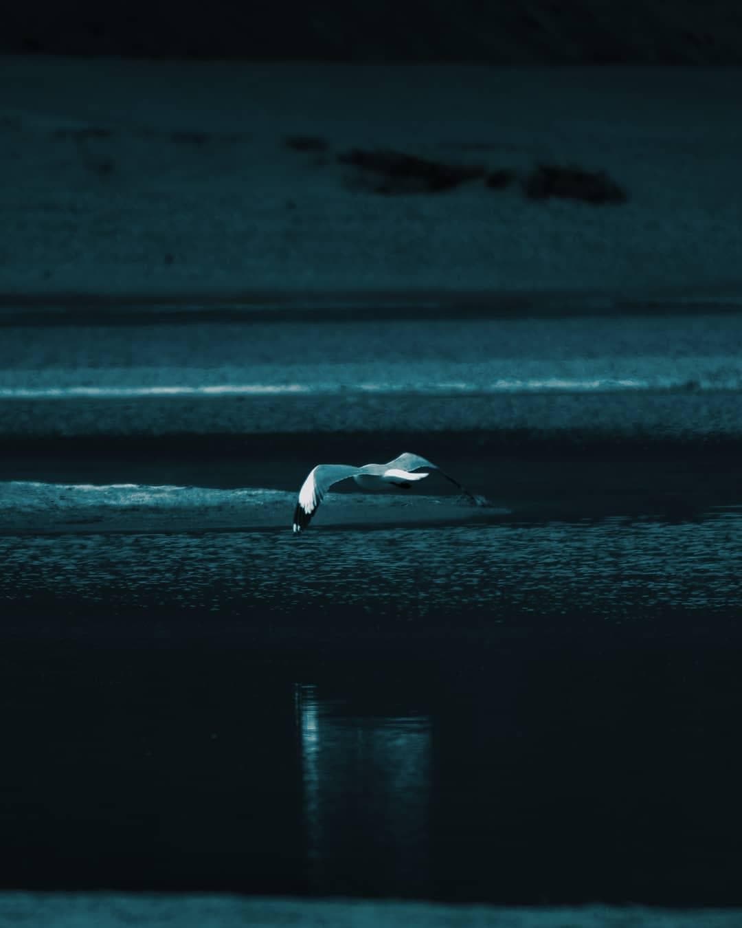 Bird flying over lake at night