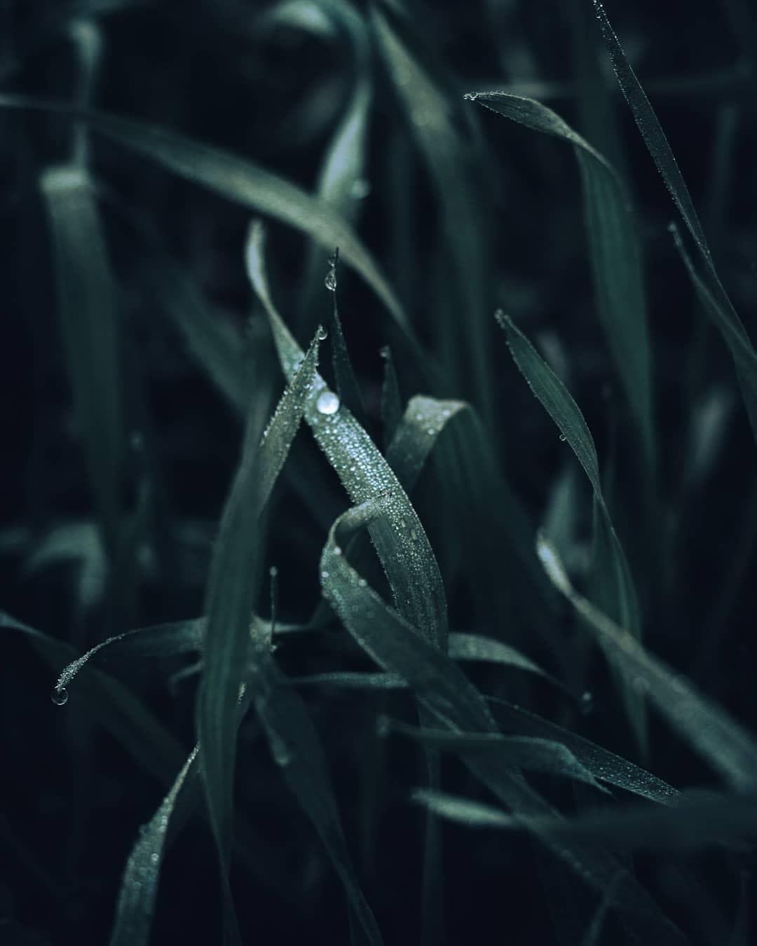 Photo by Abhishek Kashyap on August 18, 2019. Image may contain: plant, tree,outdoor and nature