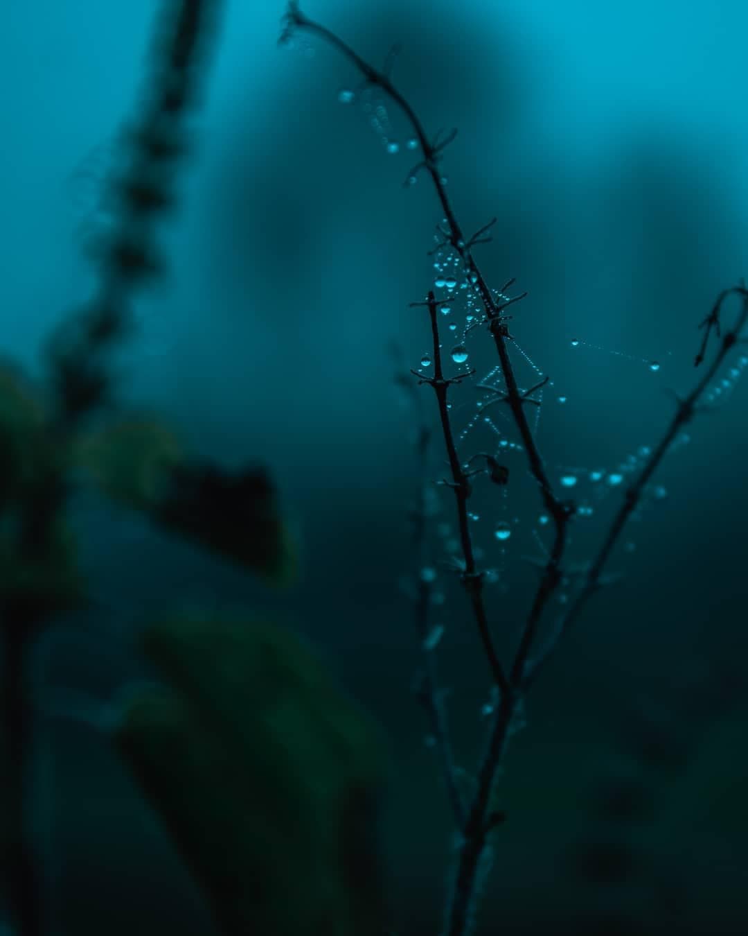 Dew drops on tulsi