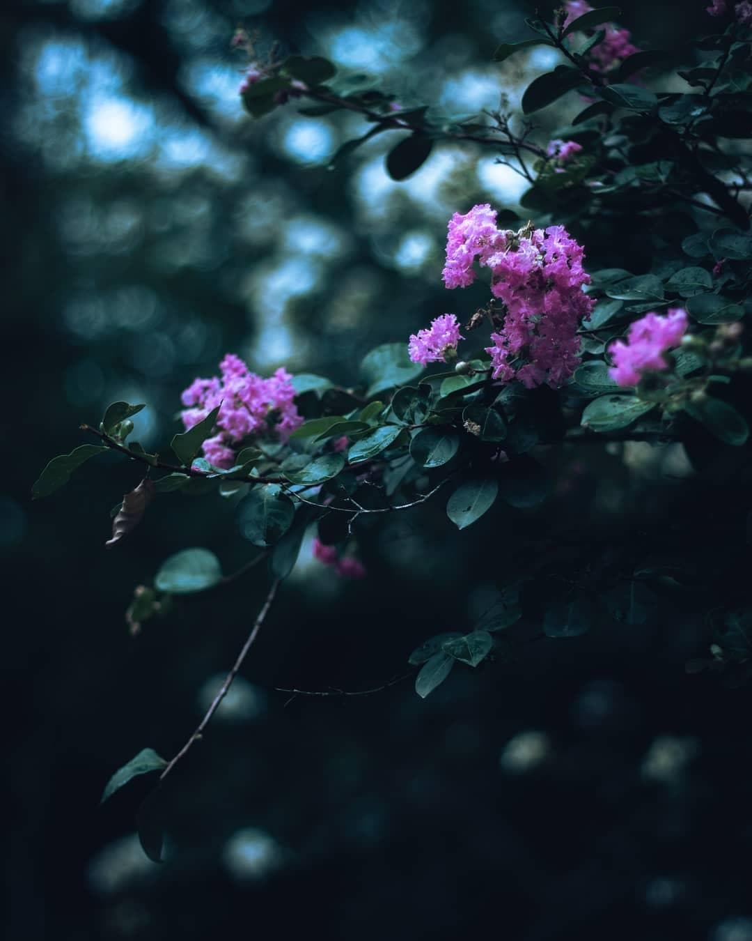 Pink flowers