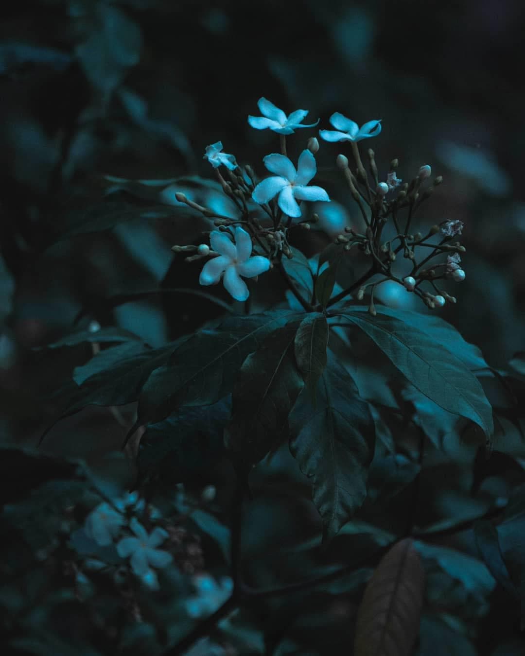 White flowers