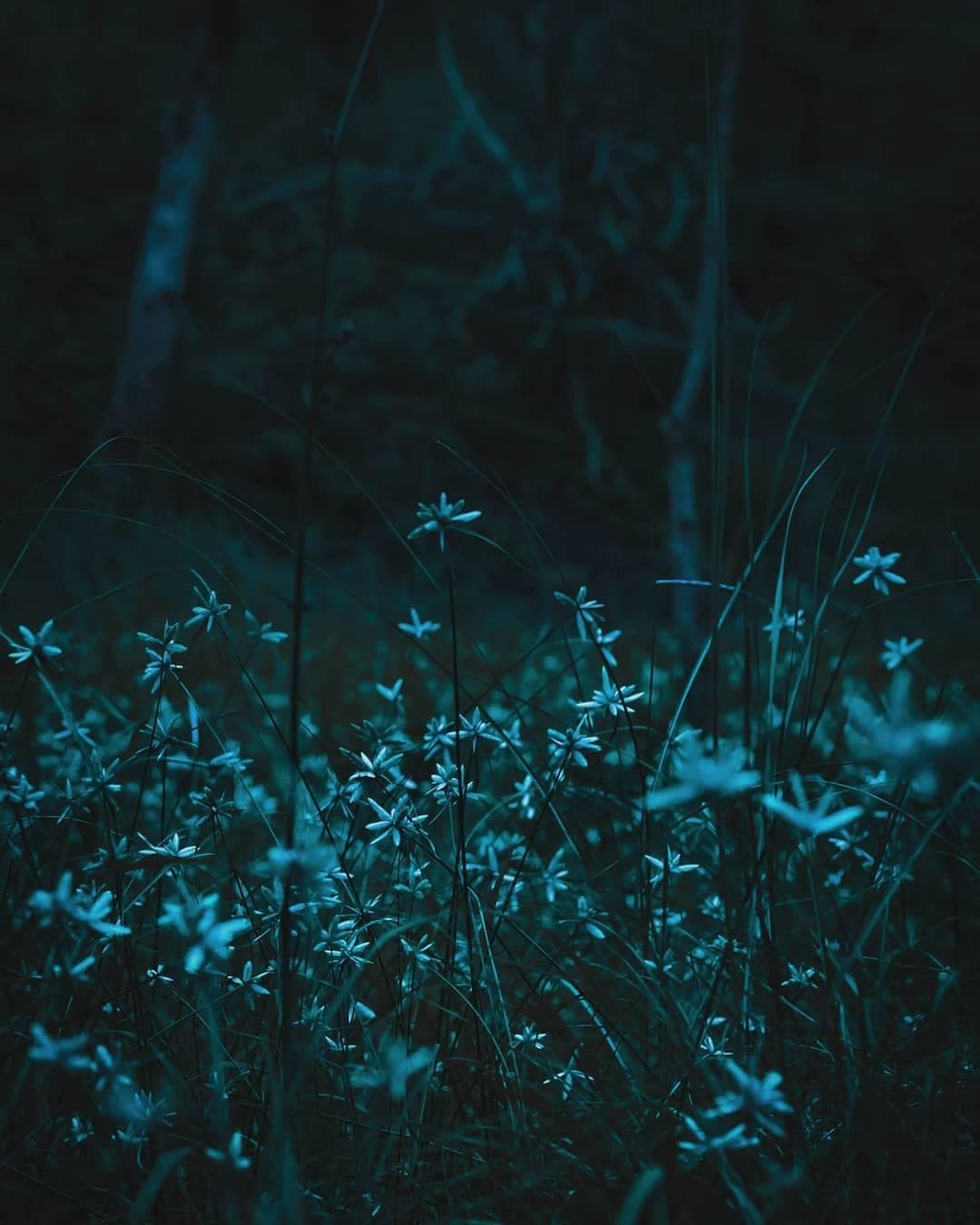 Forest white flowers