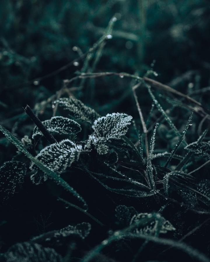 Frost on leaves of grass